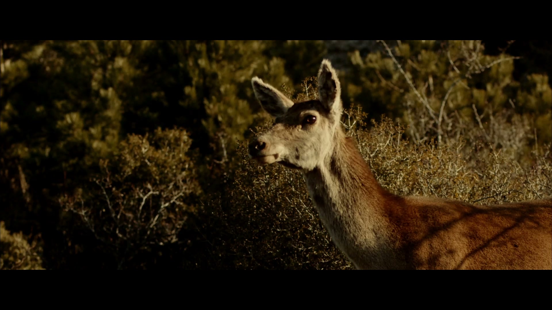 A frame from Nikolas Roumeliotis’s showreel